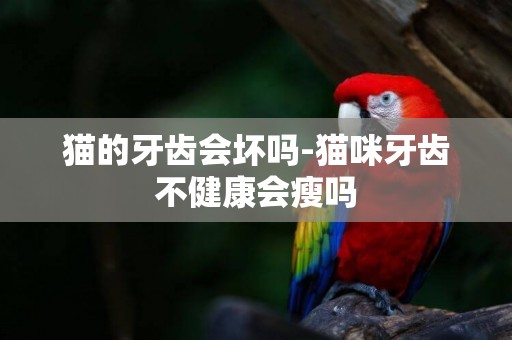 貓的牙齒會壞嗎-貓咪牙齒不健康會瘦嗎