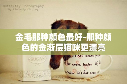 金毛那種顏色最好-那種顏色的金漸層貓咪更漂亮