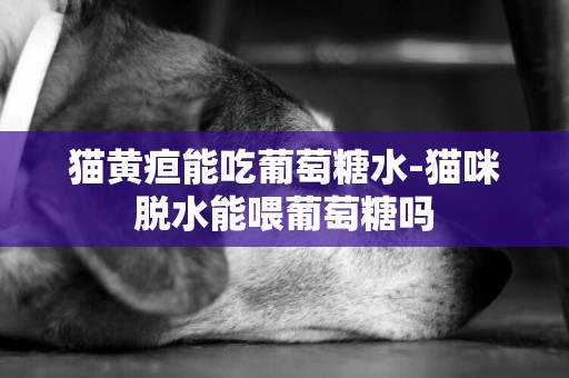 貓黃疸能吃葡萄糖水-貓咪脫水能喂葡萄糖嗎