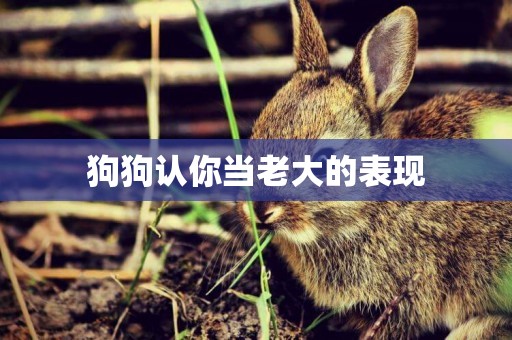 狗狗認你當老大的表現