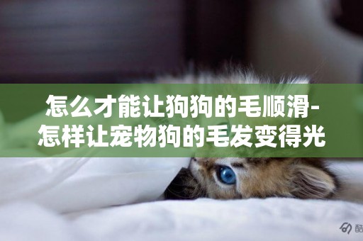怎么才能讓狗狗的毛順滑-怎樣讓寵物狗的毛發變得光亮順滑