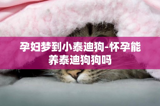 孕婦夢到小泰迪狗-懷孕能養泰迪狗狗嗎