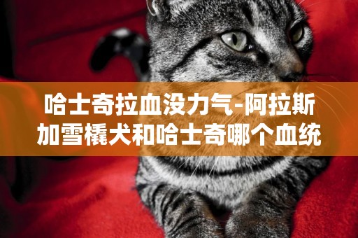 哈士奇拉血沒力氣-阿拉斯加雪橇犬和哈士奇哪個血統老