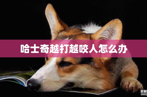 哈士奇越打越咬人怎么辦