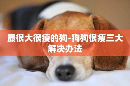 最很大很瘦的狗-狗狗很瘦三大解決辦法
