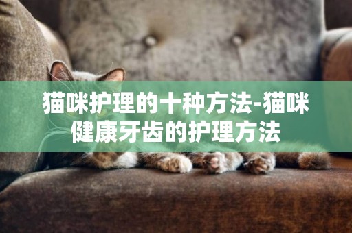貓咪護理的十種方法-貓咪健康牙齒的護理方法