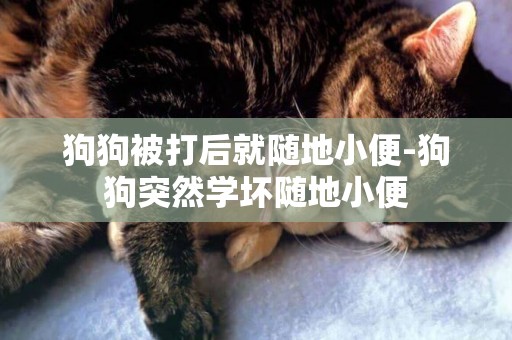 狗狗被打后就隨地小便-狗狗突然學壞隨地小便