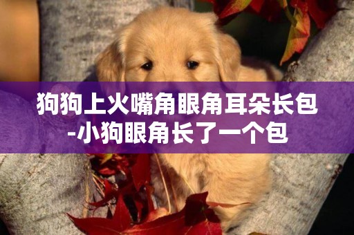 狗狗上火嘴角眼角耳朵長包-小狗眼角長了一個包