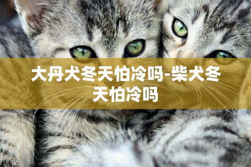 大丹犬冬天怕冷嗎-柴犬冬天怕冷嗎
