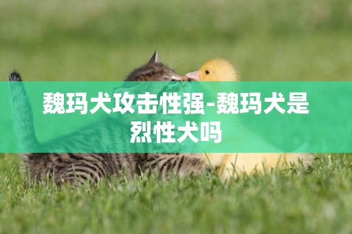 魏瑪犬攻擊性強-魏瑪犬是烈性犬嗎