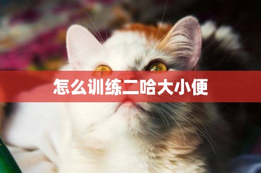 怎么訓練二哈大小便