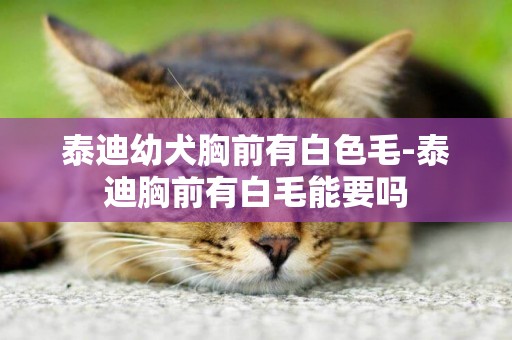 泰迪幼犬胸前有白色毛-泰迪胸前有白毛能要嗎