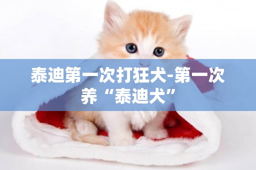 泰迪第一次打狂犬-第一次養“泰迪犬”