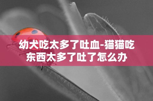 幼犬吃太多了吐血-貓貓吃東西太多了吐了怎么辦