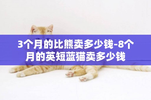 3個月的比熊賣多少錢-8個月的英短藍貓賣多少錢