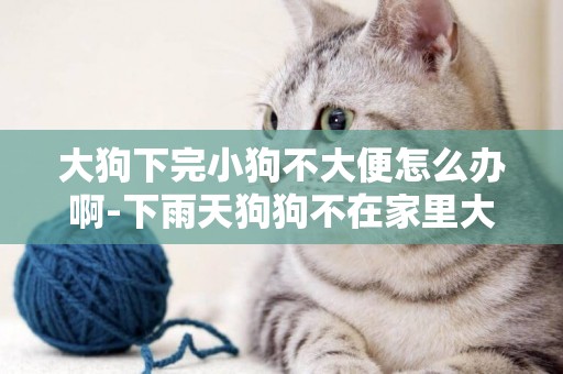 大狗下完小狗不大便怎么辦啊-下雨天狗狗不在家里大小便怎么辦