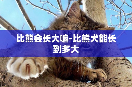 比熊會長大嘛-比熊犬能長到多大
