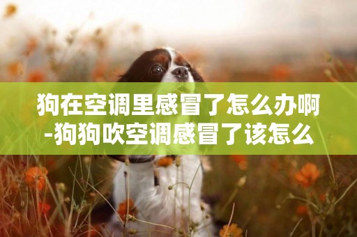 狗在空調里感冒了怎么辦啊-狗狗吹空調感冒了該怎么辦