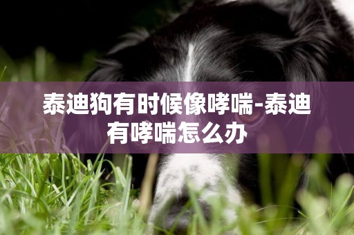 泰迪狗有時候像哮喘-泰迪有哮喘怎么辦