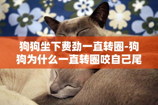 狗狗坐下費勁一直轉圈-狗狗為什么一直轉圈咬自己尾巴