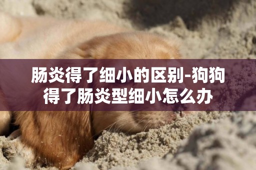 腸炎得了細小的區別-狗狗得了腸炎型細小怎么辦