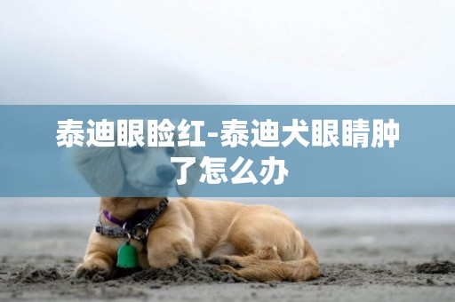 泰迪眼瞼紅-泰迪犬眼睛腫了怎么辦