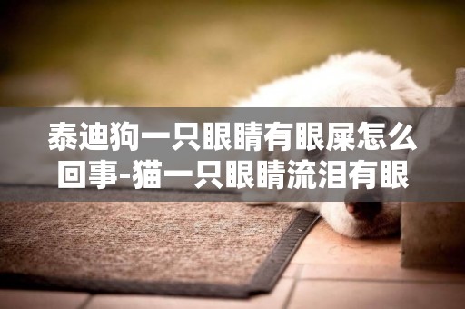 泰迪狗一只眼睛有眼屎怎么回事-貓一只眼睛流淚有眼屎多怎么回事