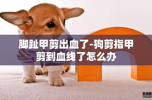 腳趾甲剪出血了-狗剪指甲剪到血線了怎么辦