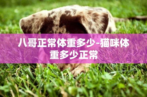 八哥正常體重多少-貓咪體重多少正常
