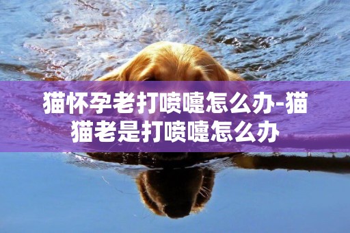 貓懷孕老打噴嚏怎么辦-貓貓老是打噴嚏怎么辦