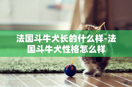 法國斗牛犬長的什么樣-法國斗牛犬性格怎么樣