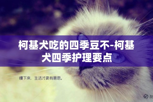 柯基犬吃的四季豆不-柯基犬四季護理要點