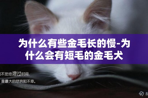 為什么有些金毛長的慢-為什么會有短毛的金毛犬