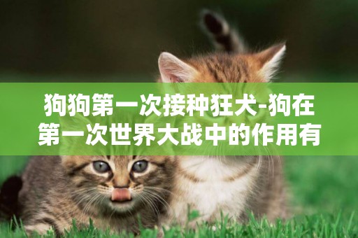 狗狗第一次接種狂犬-狗在第一次世界大戰中的作用有多大