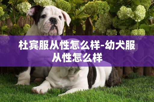 杜賓服從性怎么樣-幼犬服從性怎么樣