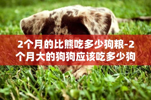 2個月的比熊吃多少狗糧-2個月大的狗狗應該吃多少狗糧