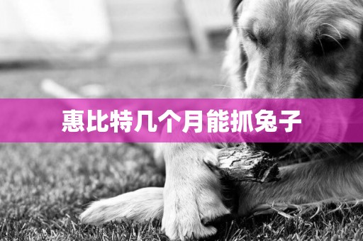 惠比特幾個月能抓兔子