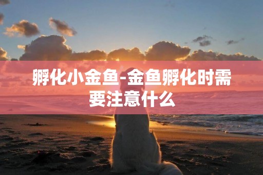 孵化小金魚-金魚孵化時需要注意什么