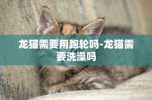 龍貓需要用跑輪嗎-龍貓需要洗澡嗎