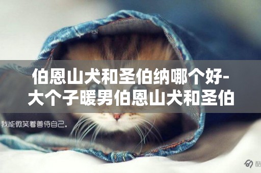 伯恩山犬和圣伯納哪個好-大個子暖男伯恩山犬和圣伯納犬
