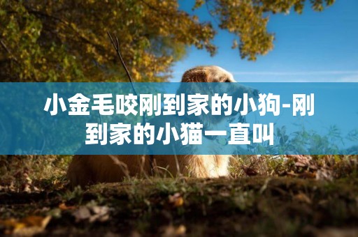 小金毛咬剛到家的小狗-剛到家的小貓一直叫