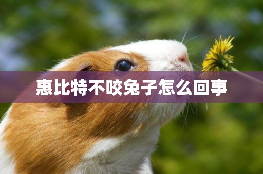惠比特不咬兔子怎么回事