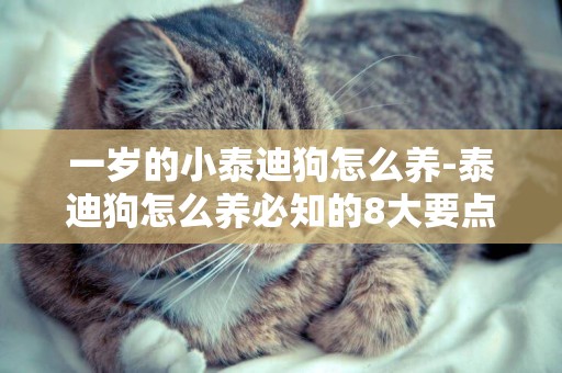 一歲的小泰迪狗怎么養-泰迪狗怎么養必知的8大要點