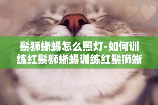 鬃獅蜥蜴怎么照燈-如何訓練紅鬃獅蜥蜴訓練紅鬃獅蜥蜴需要注意什么