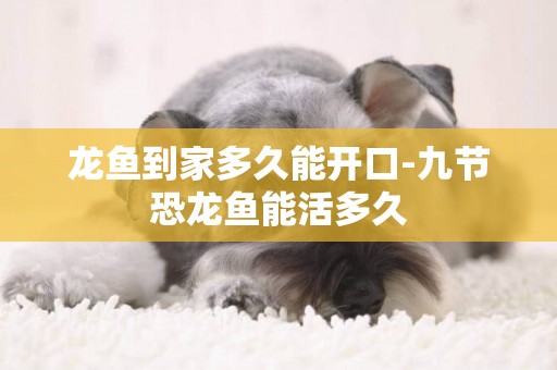龍魚到家多久能開口-九節恐龍魚能活多久