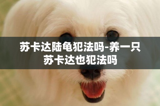 蘇卡達陸龜犯法嗎-養一只蘇卡達也犯法嗎