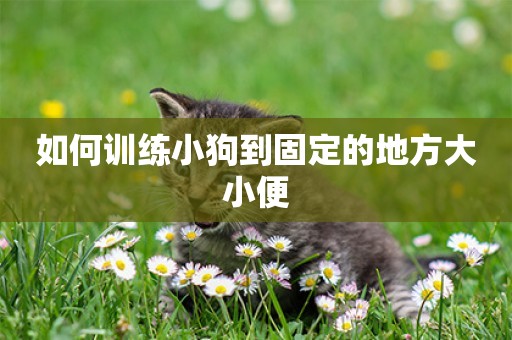 如何訓練小狗到固定的地方大小便