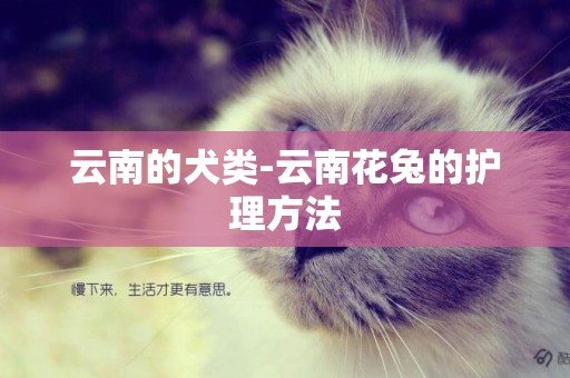 云南的犬類-云南花兔的護理方法