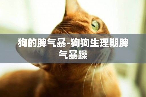 狗的脾氣暴-狗狗生理期脾氣暴躁