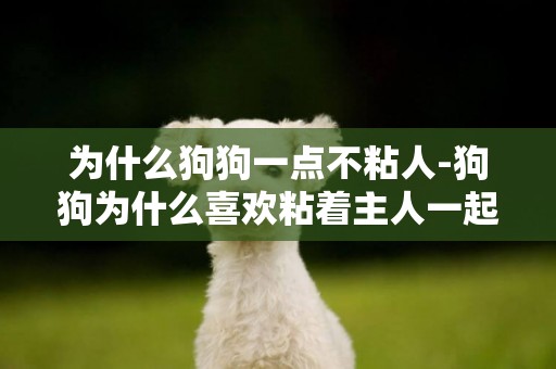 為什么狗狗一點不粘人-狗狗為什么喜歡粘著主人一起睡